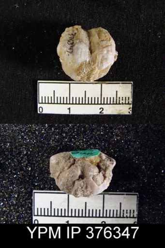 Marginifera typica