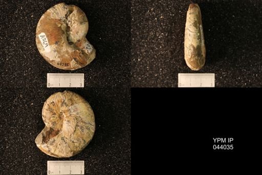 Hoploscaphites nicolletii