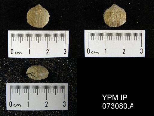 Wilsonella compressa