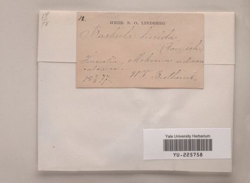 Barbula lurida
