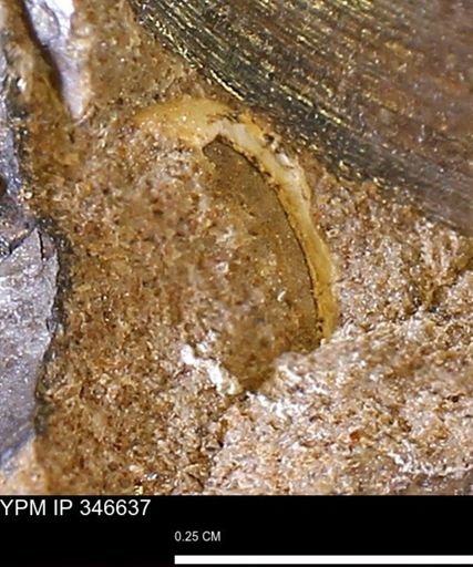 undet. Mollusca