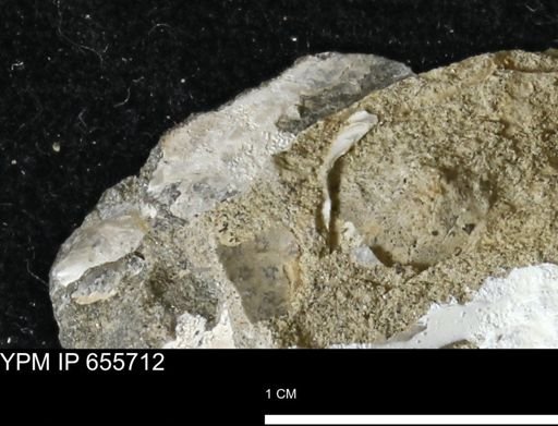 Pseudoptera?