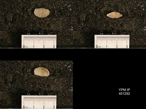 Plectorthis fissicosta