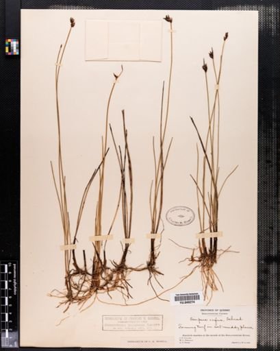 Scirpus