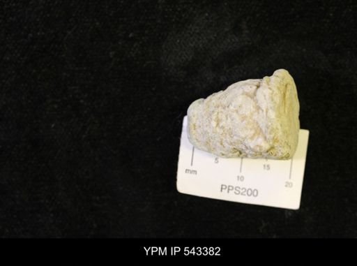 undet. Ichnofossil