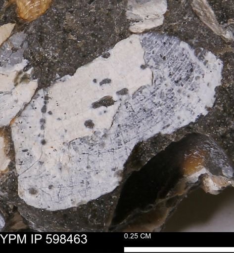 Limopsis striatopunctatus