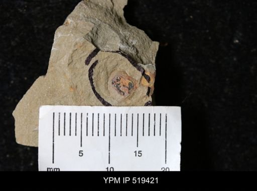 undet. Bivalvia