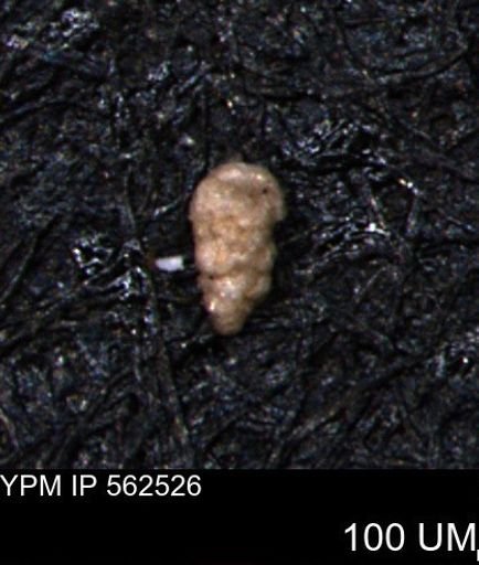 Verneuilina canadensis