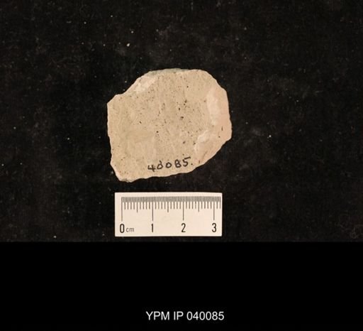 Chelopterum peregrinum
