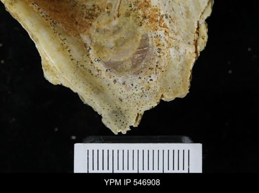 undet. Clionidae