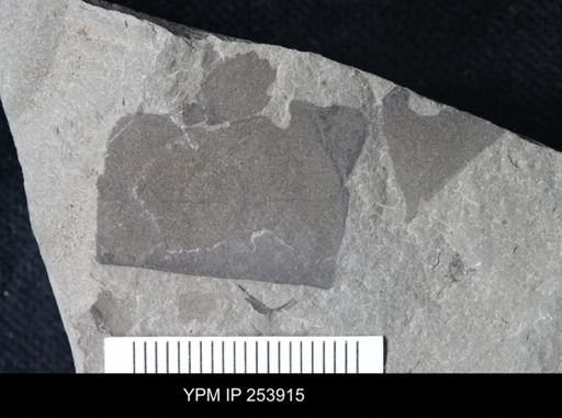 Eurypterida