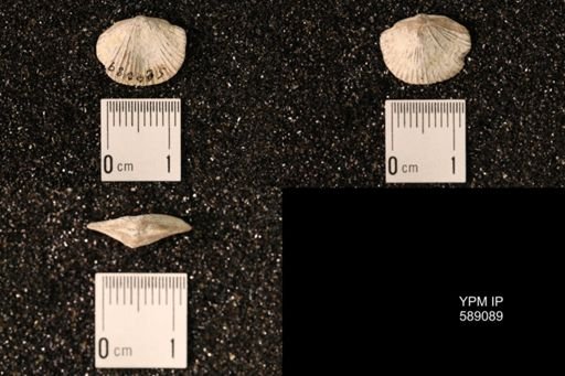 Dinorthis subquadrata