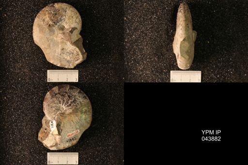 Hoploscaphites nicolletii