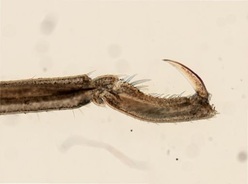 Anoplodactylus lentus