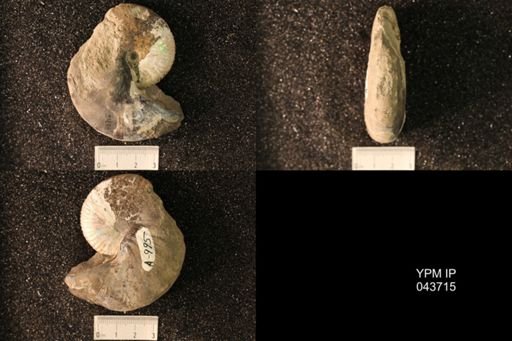 Hoploscaphites nicolletii