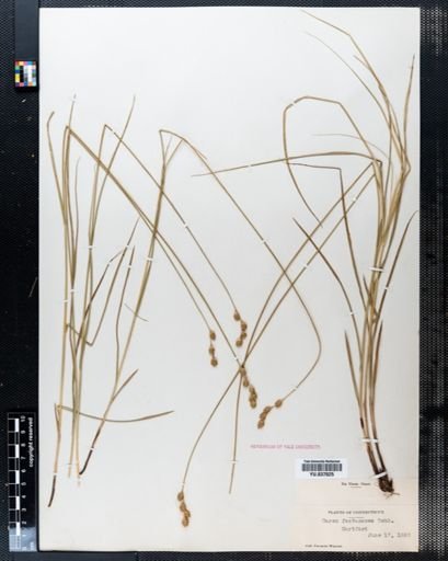 Carex festucacea