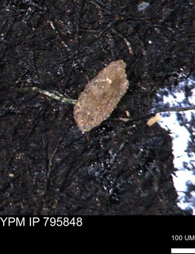 Miliammina manitobensis