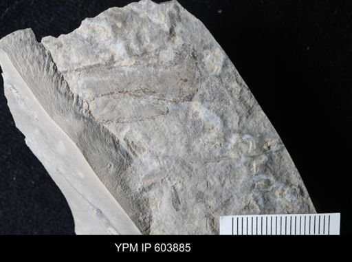 Ceratiocaris sp.