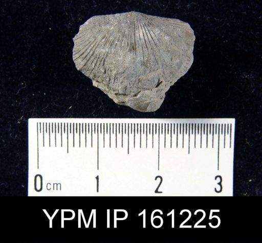 Hebertella maria