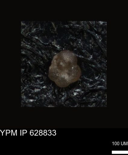 undet. Foraminiferida