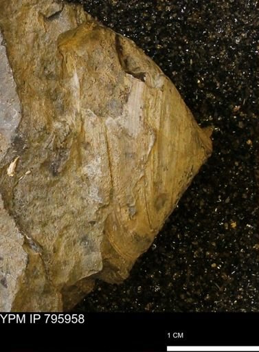 undet. Patellogastropoda