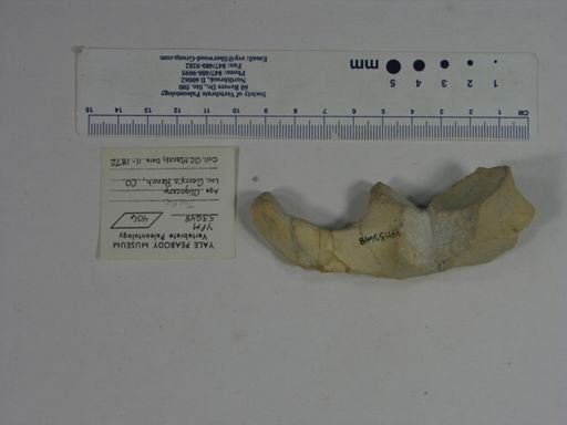 Testudinata