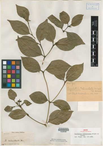 Psychotria tribracteata