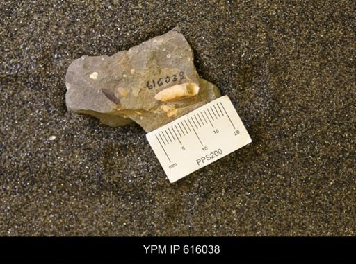 Dentalium sp.