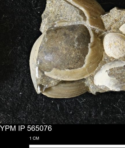 Limopsis striatopunctatus