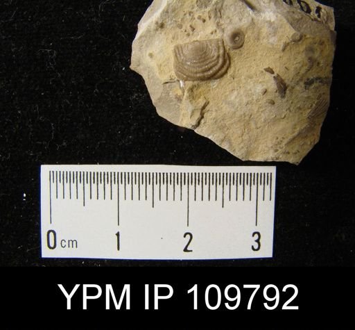 Leptaena rhomboidalis