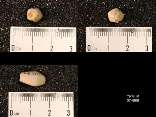 Troostocrinus rheinwardti
