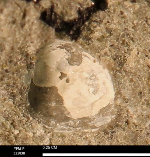 Limopsis striatopunctatus