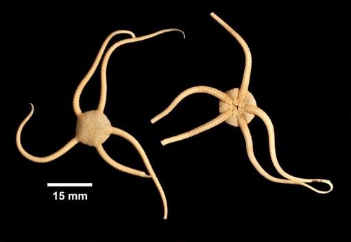 Ophiozonella nivea