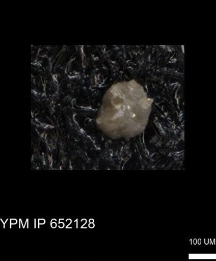 undet. Foraminiferida