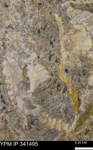 Scaphites sp.