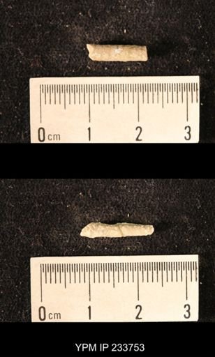 Archaeocidaris sp.