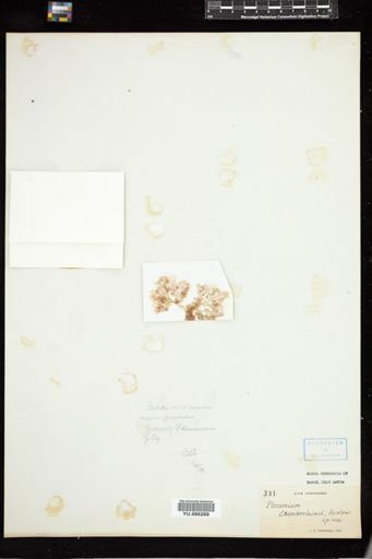 Plocamium sandvicense