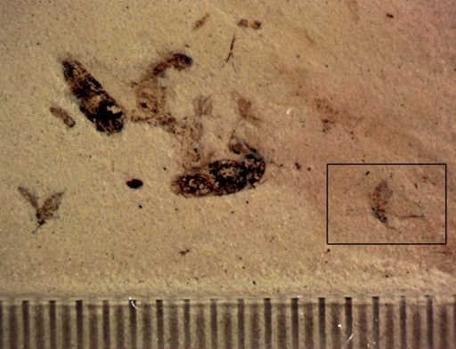 undet. Diptera