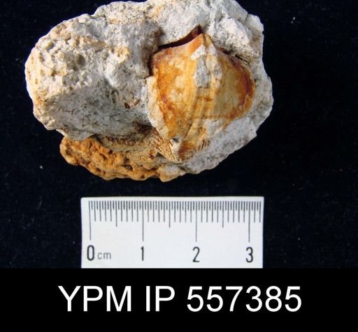 undet. Brachiopoda