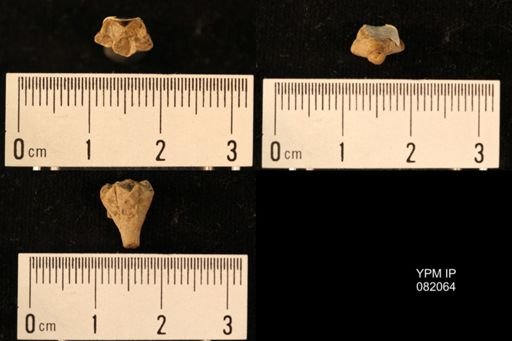 Cryptoschisma sp.