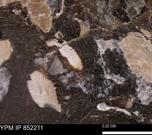 Foraminifera?