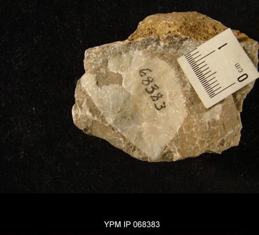 Strophomena cf. vicina