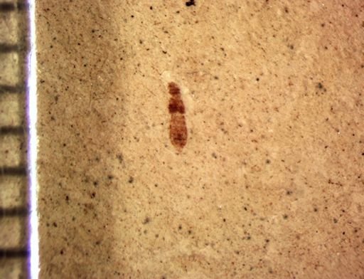 Staphylinidae?