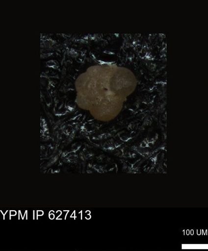 undet. Foraminiferida