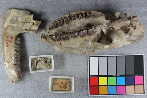 Hyracodon apertus