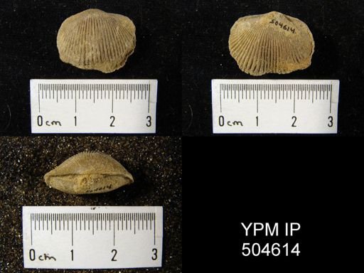 Hebertella sp.