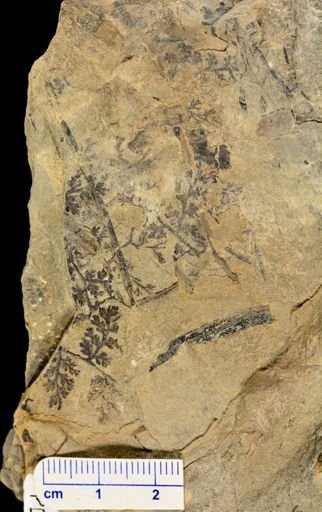 Sphenopteris sp.