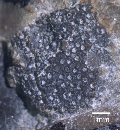 Nicholsonella parvula