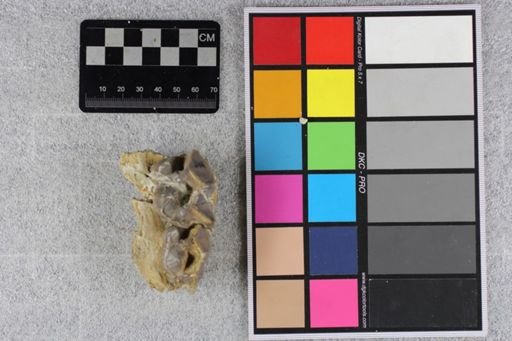 Titanotherium sp.