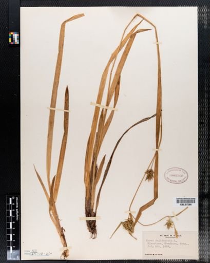 Carex folliculata